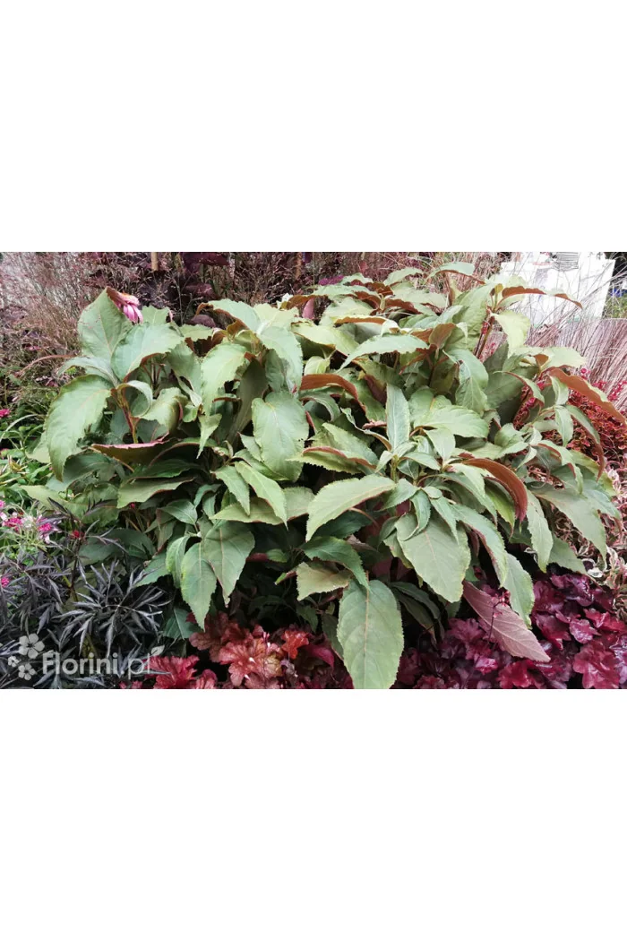 Hortensja kosmata 'Hot Chocolate' |Hydrangea aspera