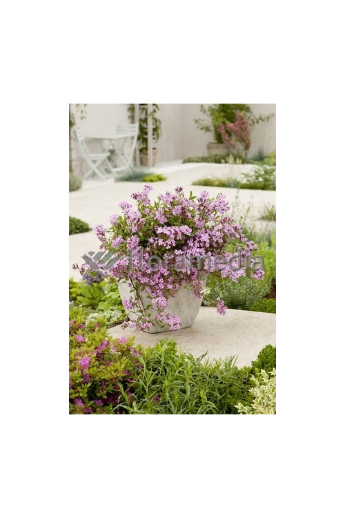 Mydlnica bazyliowata Saponaria ocymoides