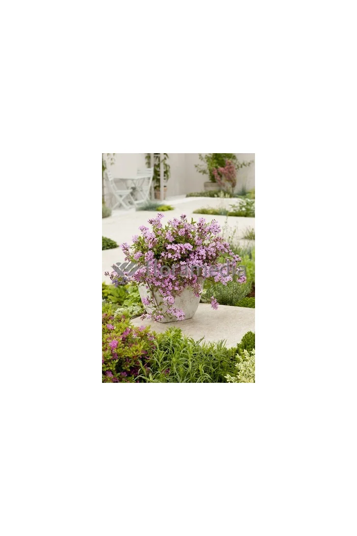 Mydlnica bazyliowata Saponaria ocymoides