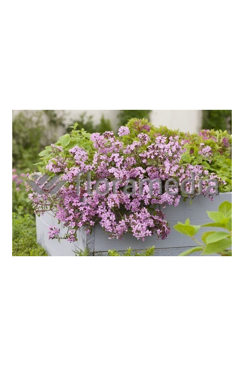 Mydlnica bazyliowata Saponaria ocymoides