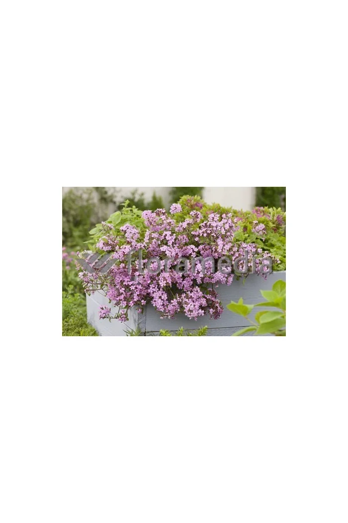 Mydlnica bazyliowata Saponaria ocymoides