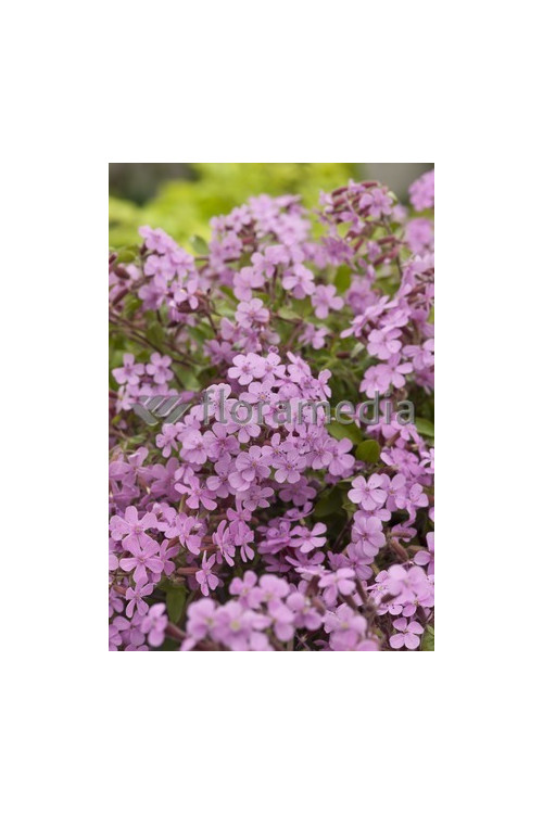 Mydlnica bazyliowata Saponaria ocymoides