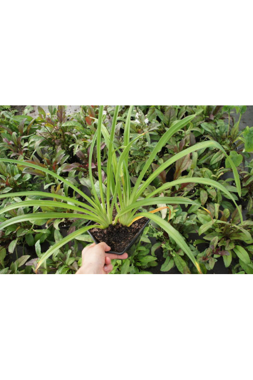 Liliowiec 'Vienna Nightstreet' | Hemerocallis