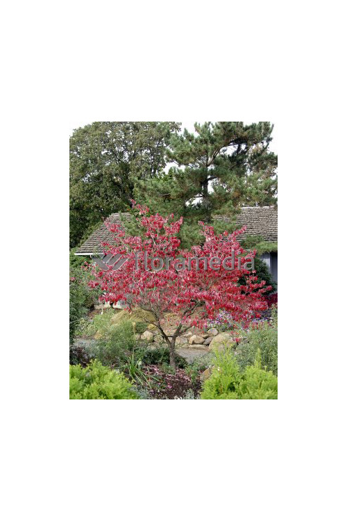 Dereń kwiecisty 'Rubra' Cornus florida