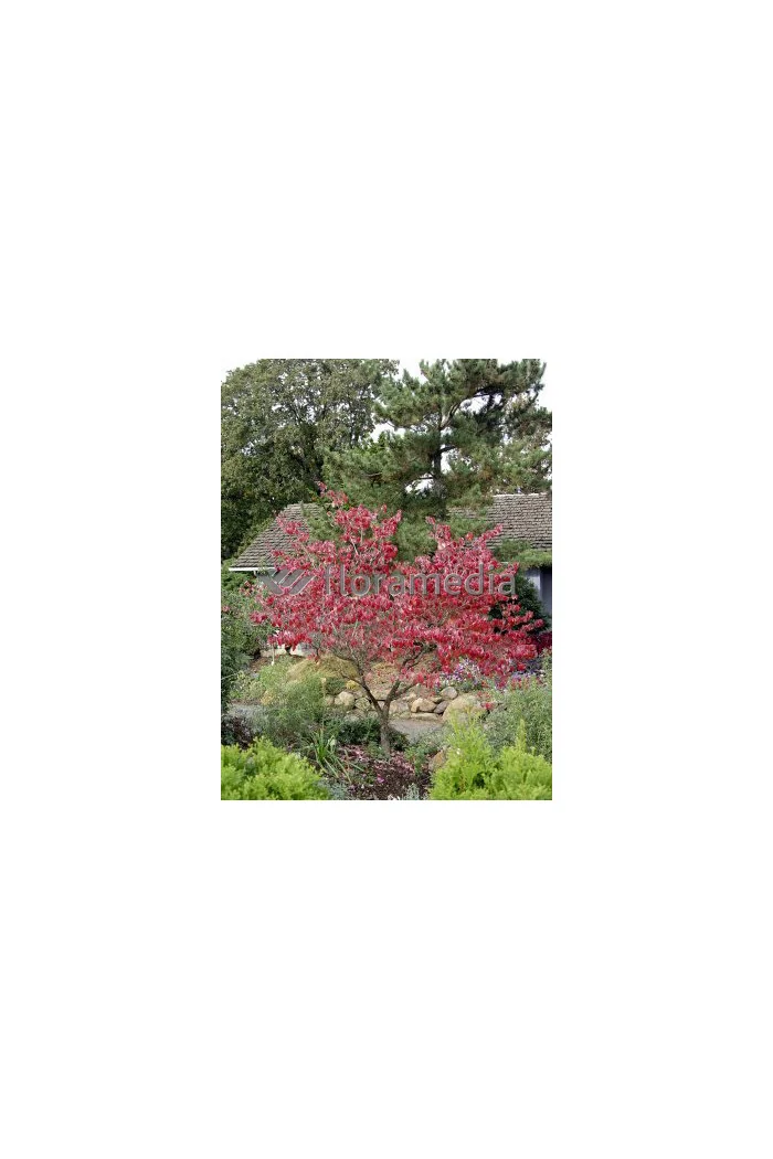 Dereń kwiecisty 'Rubra' Cornus florida