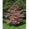 Dereń kwiecisty 'Rubra' Cornus florida