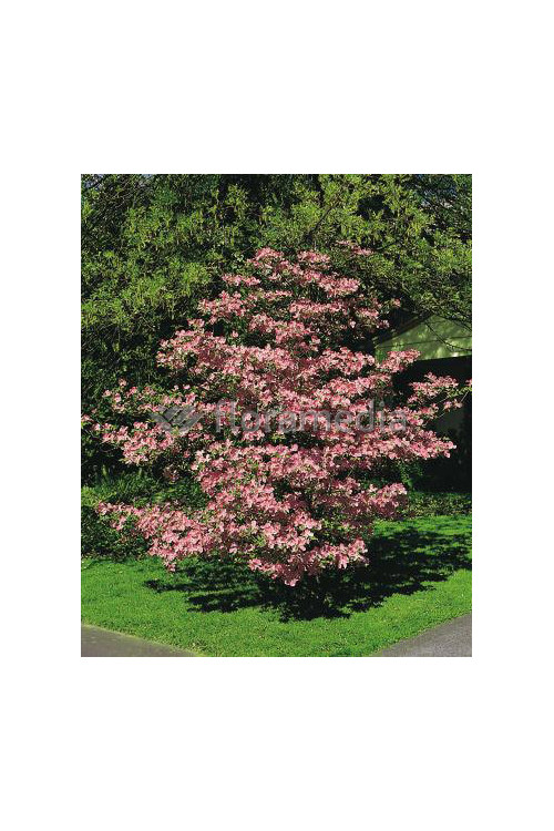 Dereń kwiecisty 'Rubra' Cornus florida