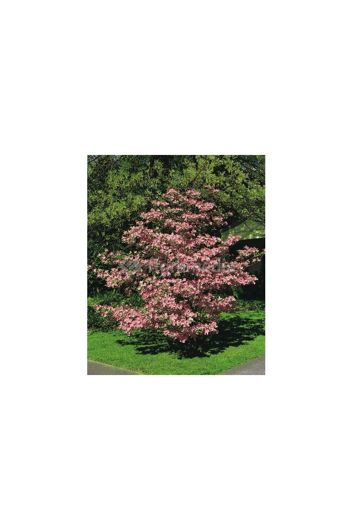 Dereń kwiecisty 'Rubra' Cornus florida