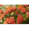 Krwawnik pospolity 'Desert Eve Red'' | Achillea millefolium