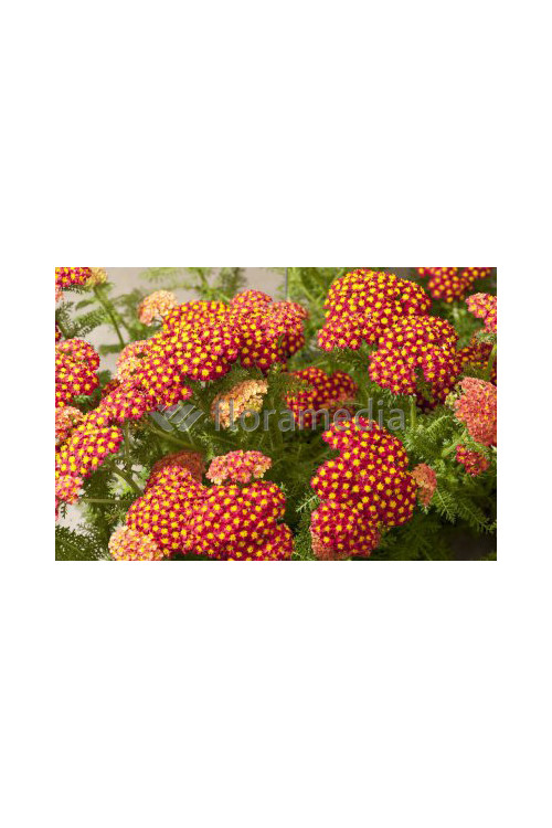 Krwawnik pospolity 'Desert Eve Red'' | Achillea millefolium