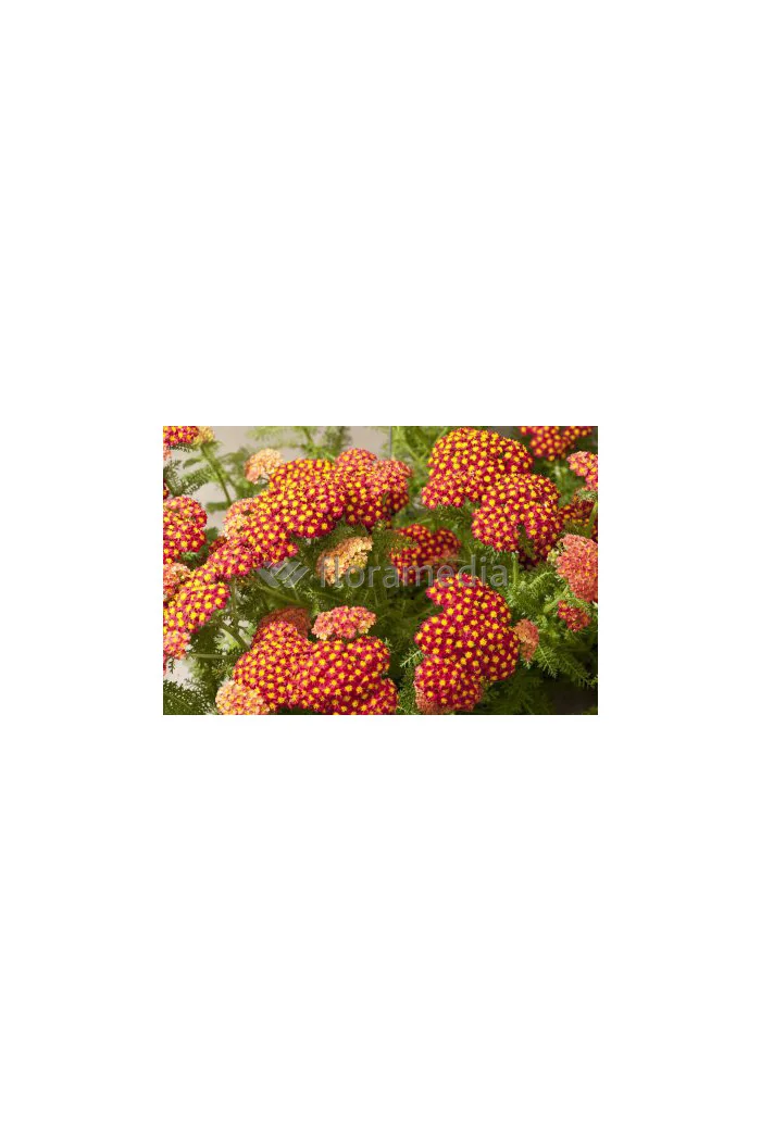 Krwawnik pospolity 'Desert Eve Red'' | Achillea millefolium