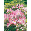 Dereń kwiecisty 'Rubra' Cornus florida