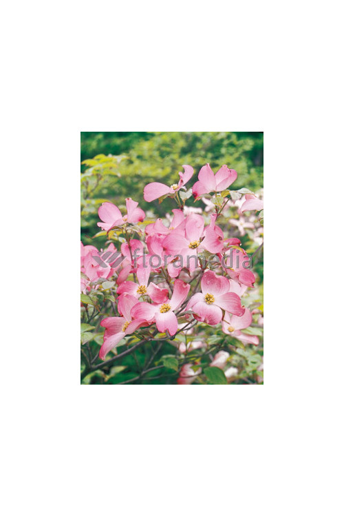 Dereń kwiecisty 'Rubra' Cornus florida