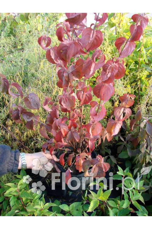 Dereń kwiecisty 'Rubra' Cornus florida