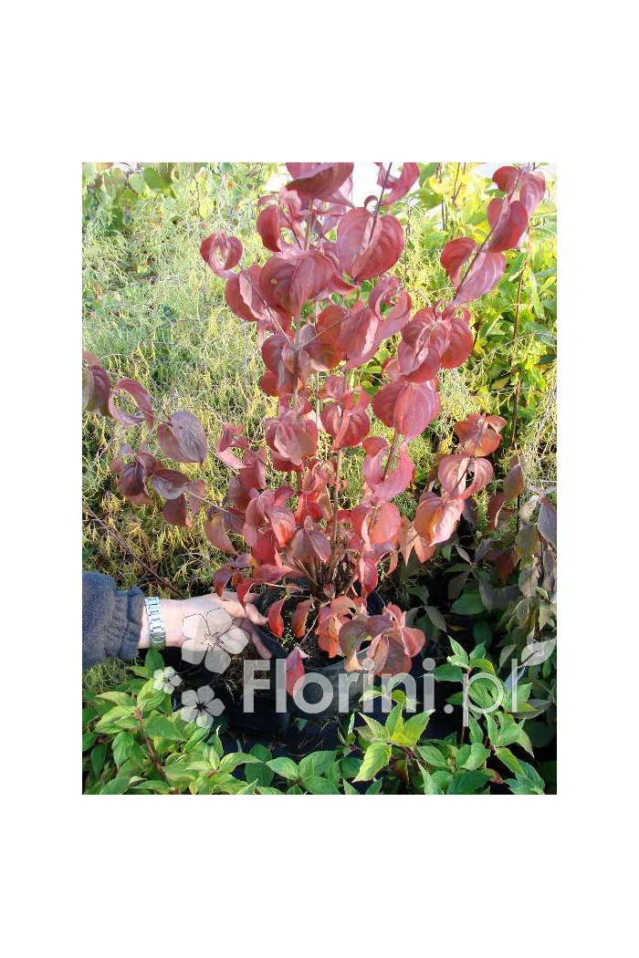 Dereń kwiecisty 'Rubra' Cornus florida
