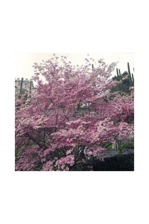 Dereń kwiecisty 'Rubra' Cornus florida