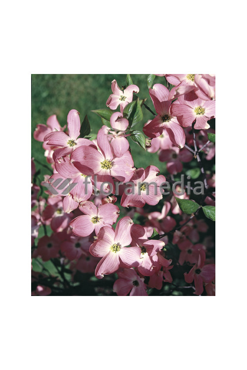 Dereń kwiecisty 'Rubra' Cornus florida