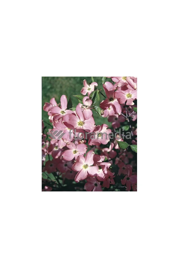 Dereń kwiecisty 'Rubra' Cornus florida