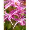 Epimedium 'Roseum' Epimedium youngianum