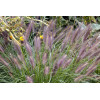 Rozplenica japońska 'Red Head' | Pennisetum alopecuroides