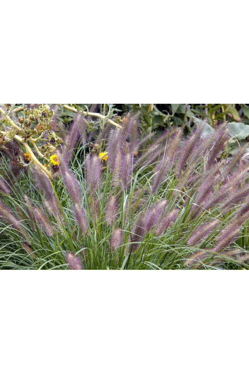 Rozplenica japońska 'Red Head' | Pennisetum alopecuroides