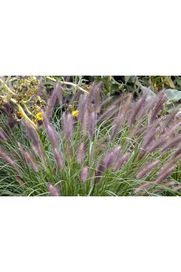 Rozplenica japońska 'Red Head' | Pennisetum alopecuroides