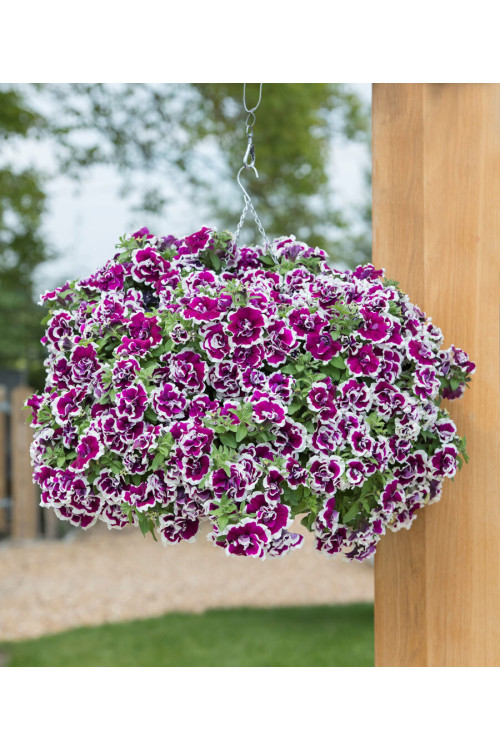 Petunia 'Tumbelina Bella' | Petunia x hybrida