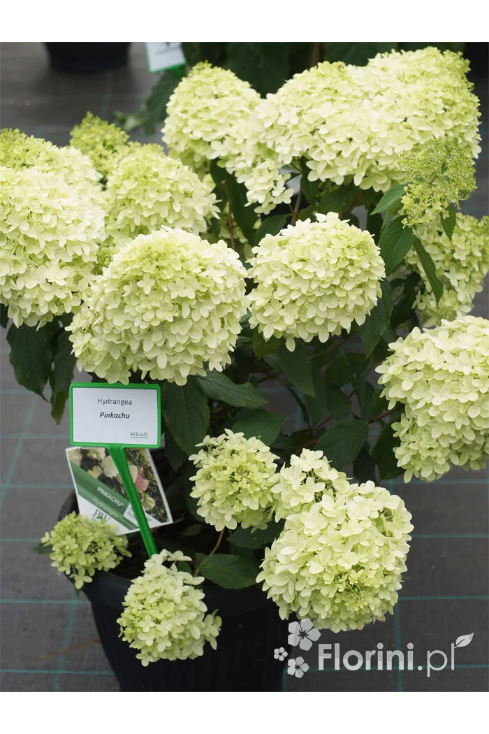 Hortensja bukietowa 'Pinkachu' | Hydrangea panniculata