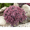 Rozchodnik 'Sunsparkler Plum Dazzled' | Sedum