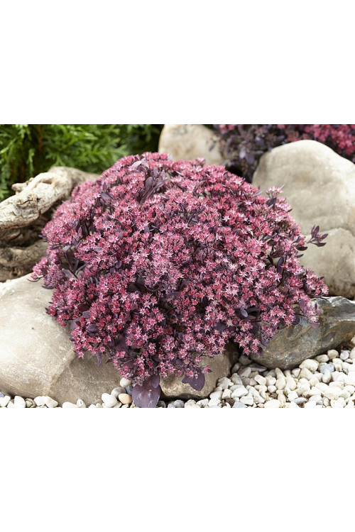 Rozchodnik 'Sunsparkler Plum Dazzled' | Sedum