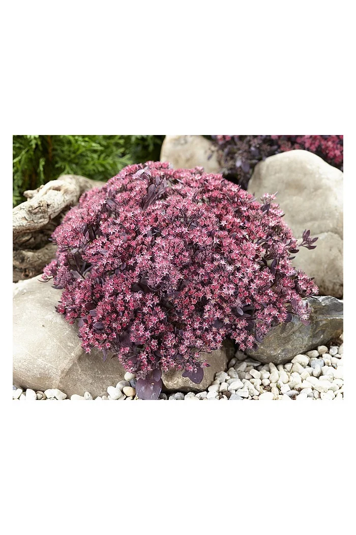 Rozchodnik 'Sunsparkler Plum Dazzled' | Sedum
