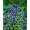Barbula klandońska 'Kew Blue' | Caryopteris x clandonensis