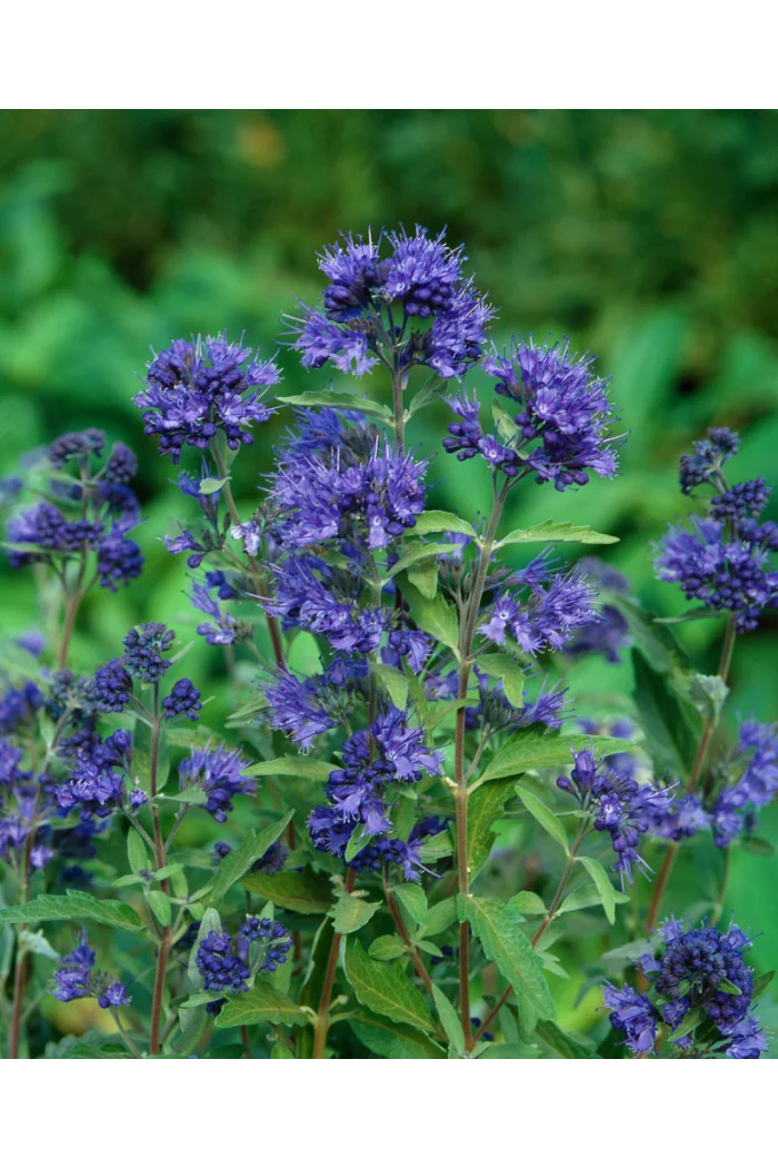 Barbula klandońska 'Kew Blue' | Caryopteris x clandonensis