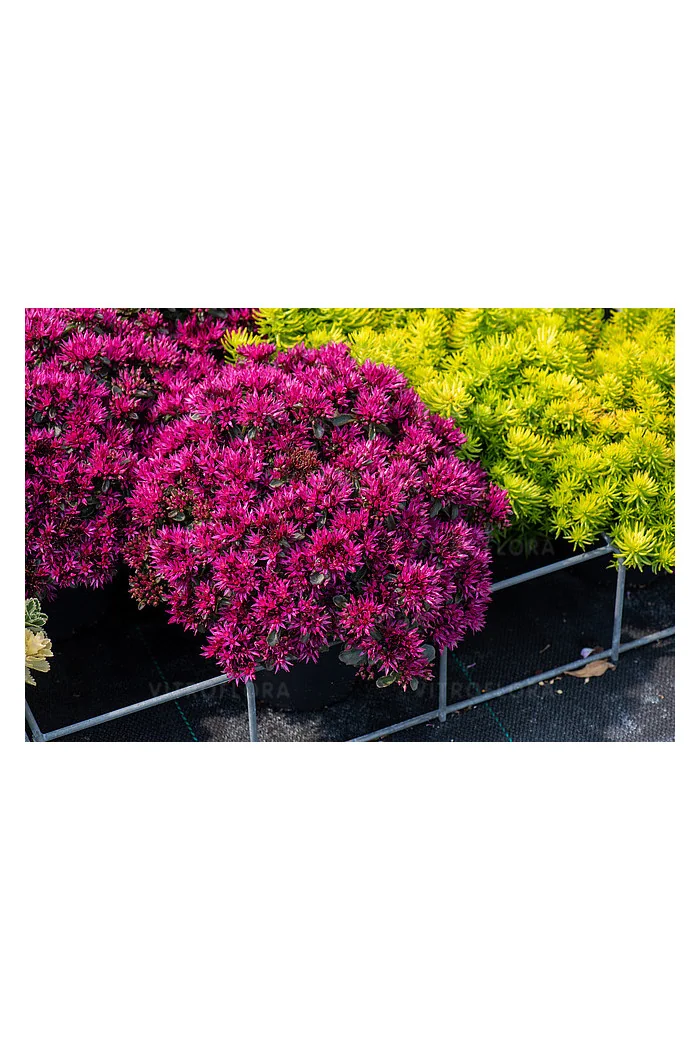 Rozchodnik 'kaukaski 'Deep Rose' | Sedum spurium
