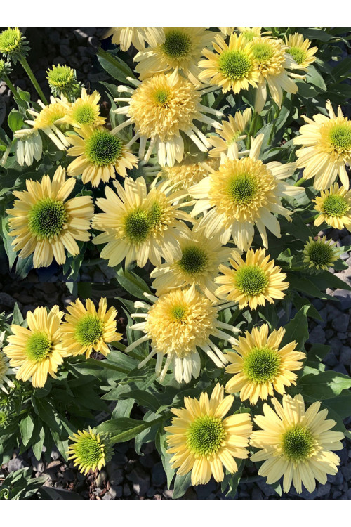 Jeżówka 'Sundial Zenith' | Echinacea