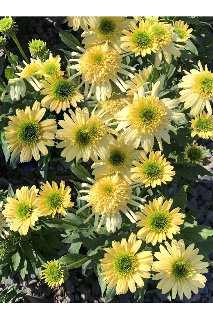 Jeżówka 'Sundial Zenith' | Echinacea