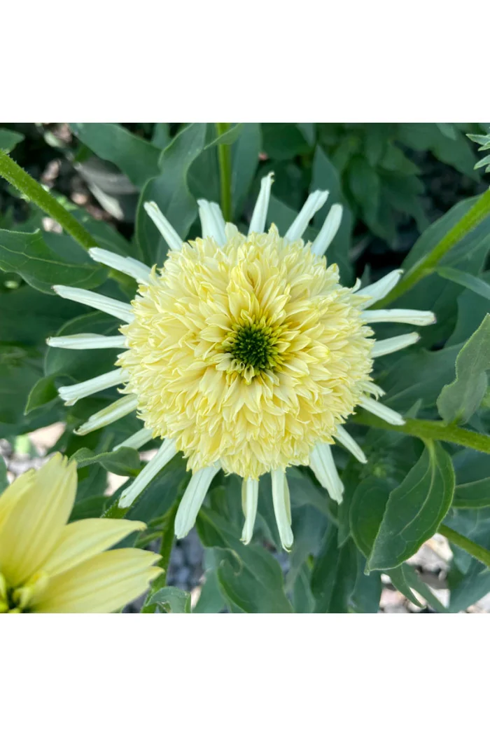 Jeżówka 'Sundial Zenith' | Echinacea