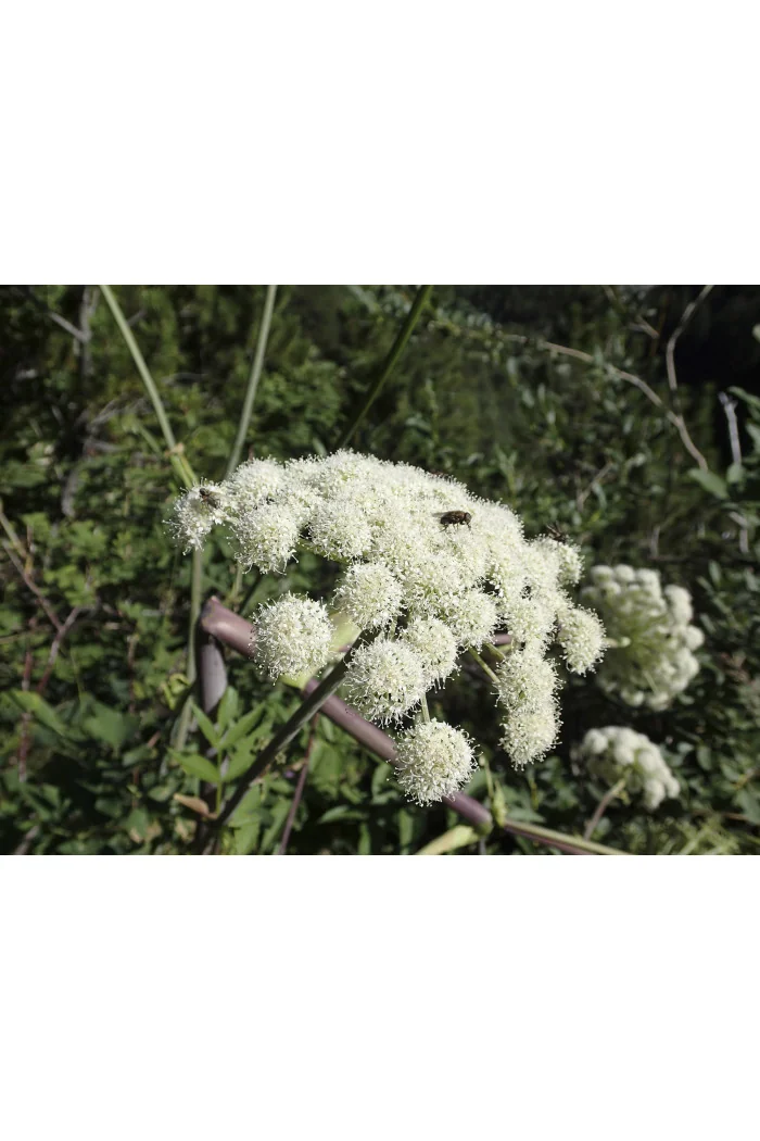 Gorysz miarz 'Daphnis' Peucadanum ostruthium