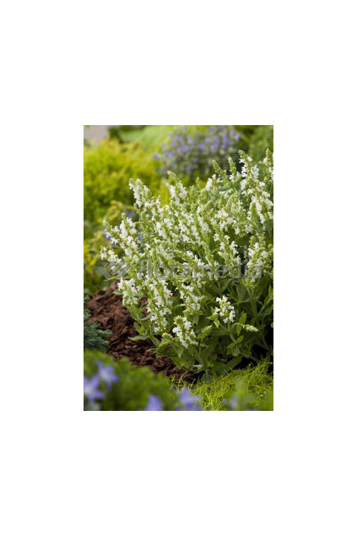 Szałwia omszona 'Salute White' | Salvia nemorosa