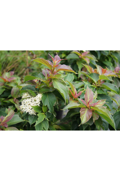 Dereń karłowy Cornus pumila