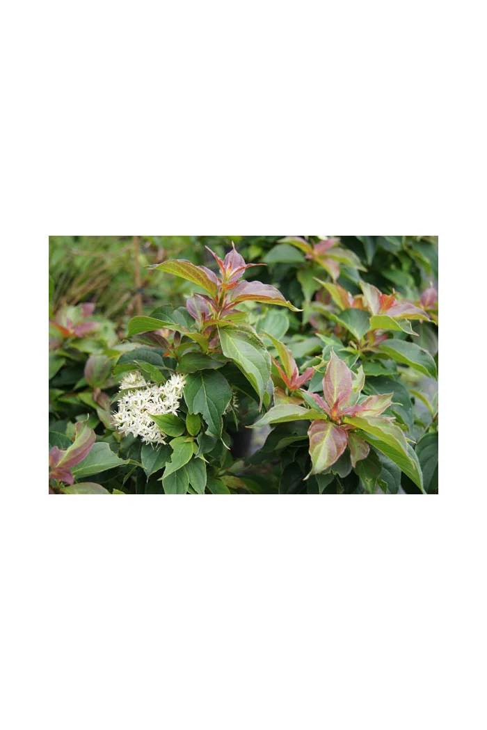 Dereń karłowy Cornus pumila