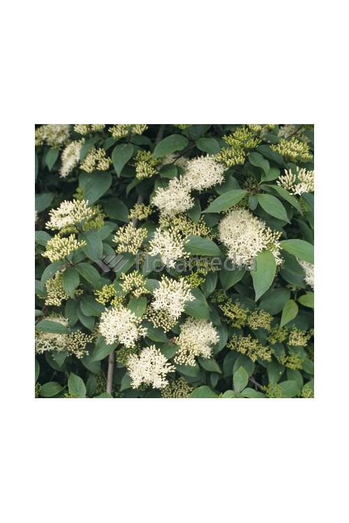 Dereń karłowy Cornus pumila