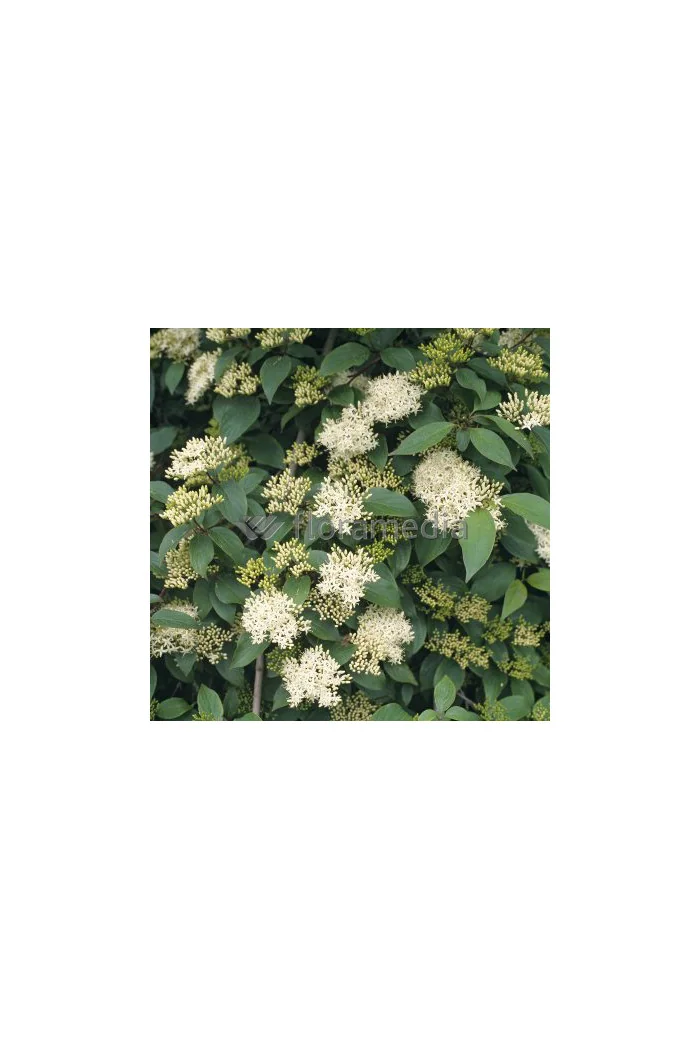 Dereń karłowy Cornus pumila