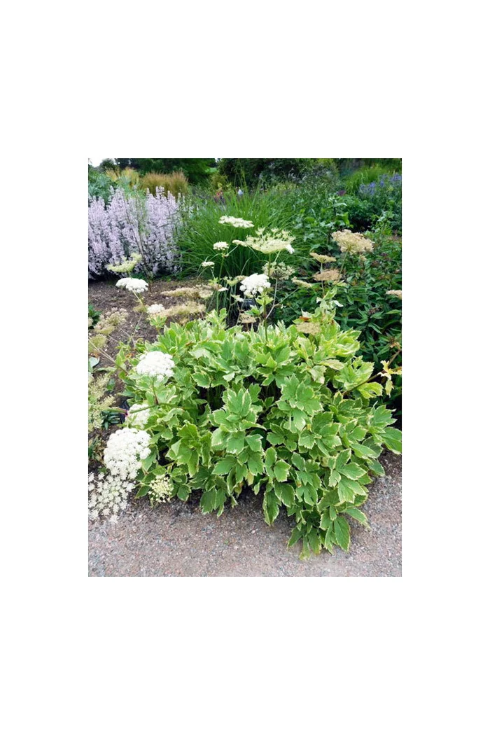 Gorysz miarz 'Daphnis' Peucadanum ostruthium