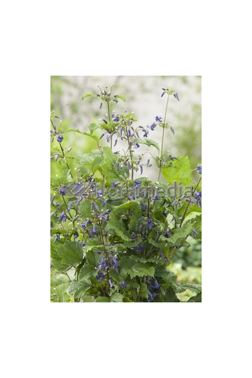 Powojnik barszczolistny 'New Love' Clematis heracleifolia