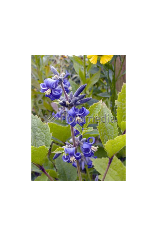 Powojnik barszczolistny 'New Love' Clematis heracleifolia