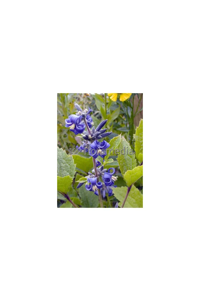 Powojnik barszczolistny 'New Love' Clematis heracleifolia