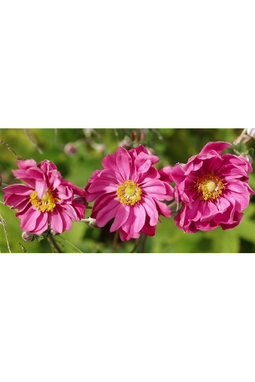 Zawilec japoński 'Rotkappchen' Anemone hupehensis