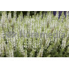 Szałwia omszona 'Salute White' | Salvia nemorosa