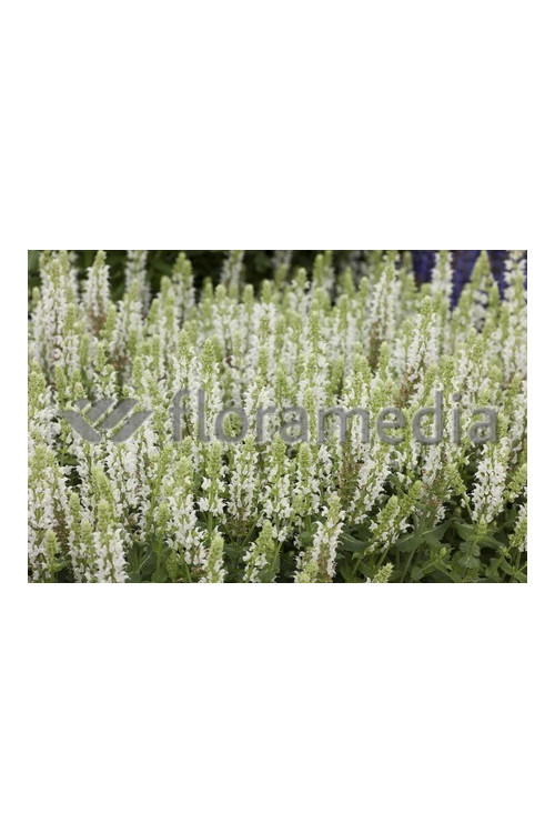 Szałwia omszona 'Salute White' | Salvia nemorosa